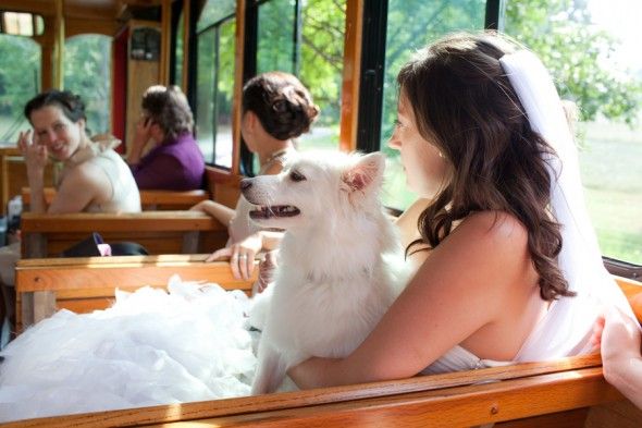 Bride With Dog