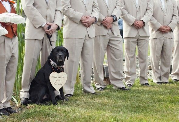 Dog At Wedding Ceremony