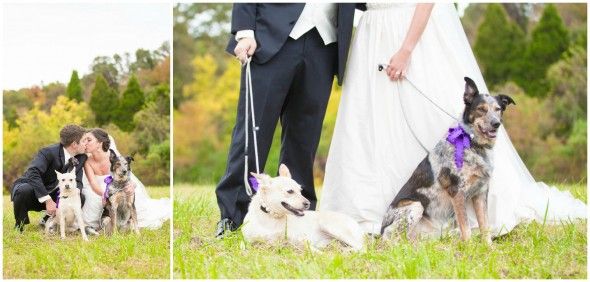 Mountain Wedding | Bride + Groom + Dogs
