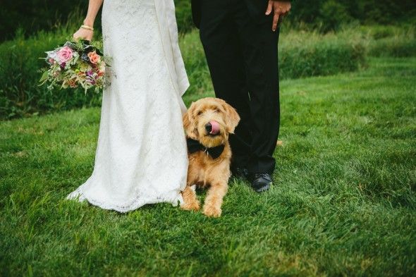 Dog in wedding