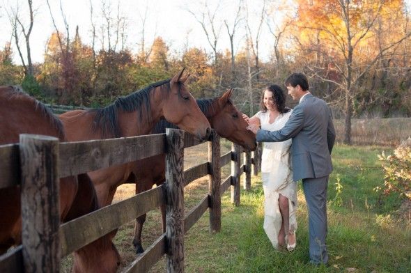 Horses At Wedding
