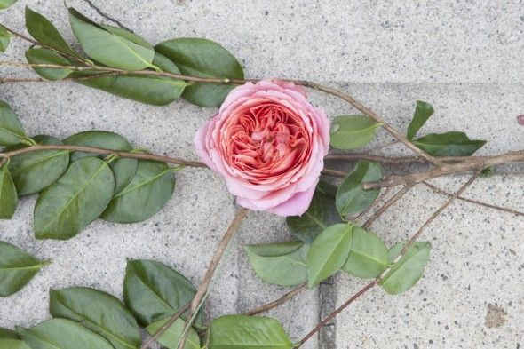 Step By Step : Garden Rose Garland