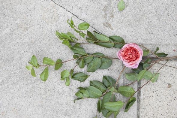 Step By Step : Garden Rose Garland