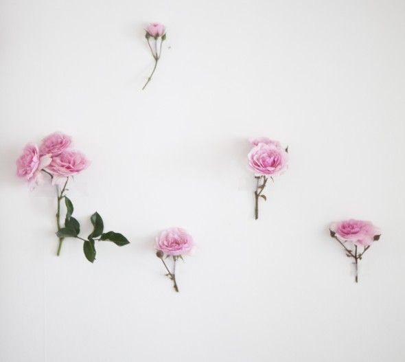How to Create Your Own Wild Rose Wallpaper 