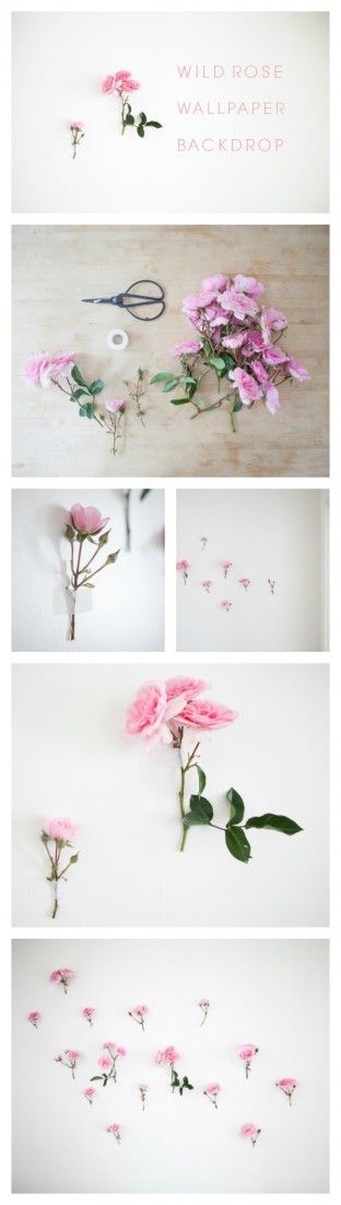  How to Create Your Own Wild Rose Wallpaper 