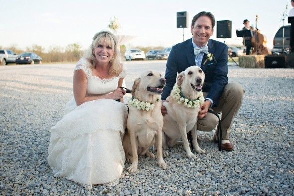 Dogs At Wedding
