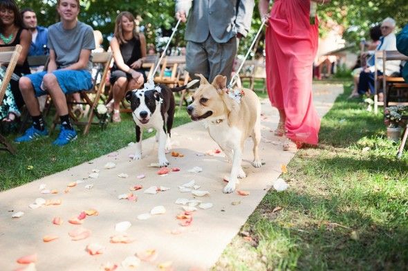 The couples dogs at the ceremony