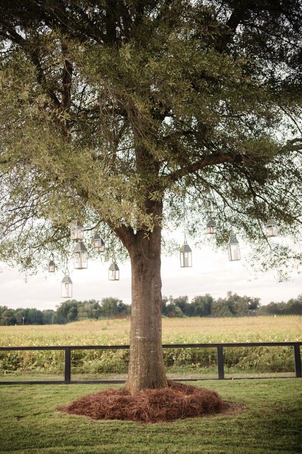 Lanterns Hanging From Tree For Wedding Decorations