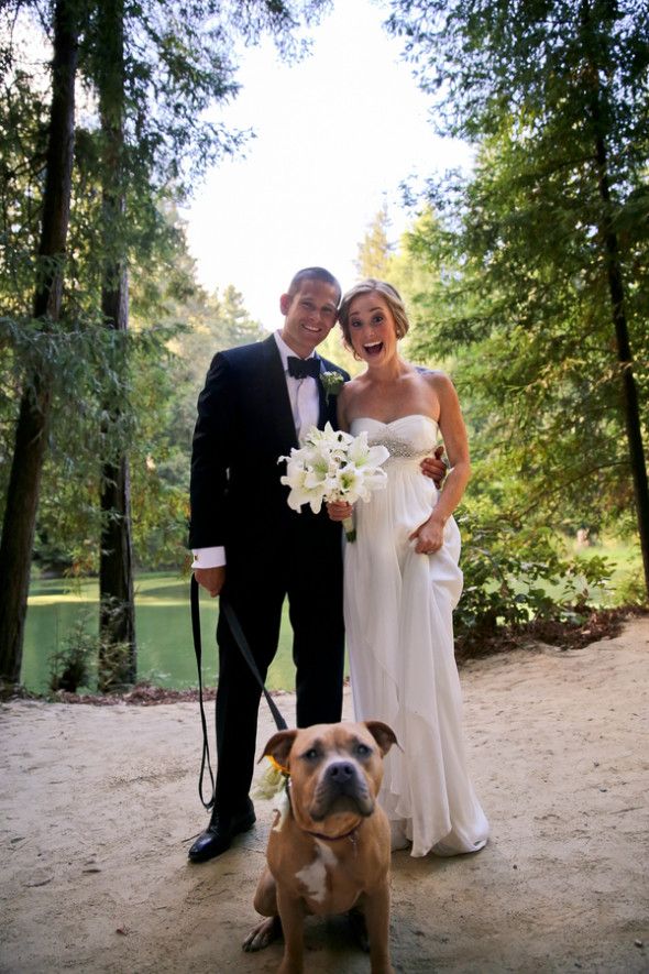 Dog In Wedding