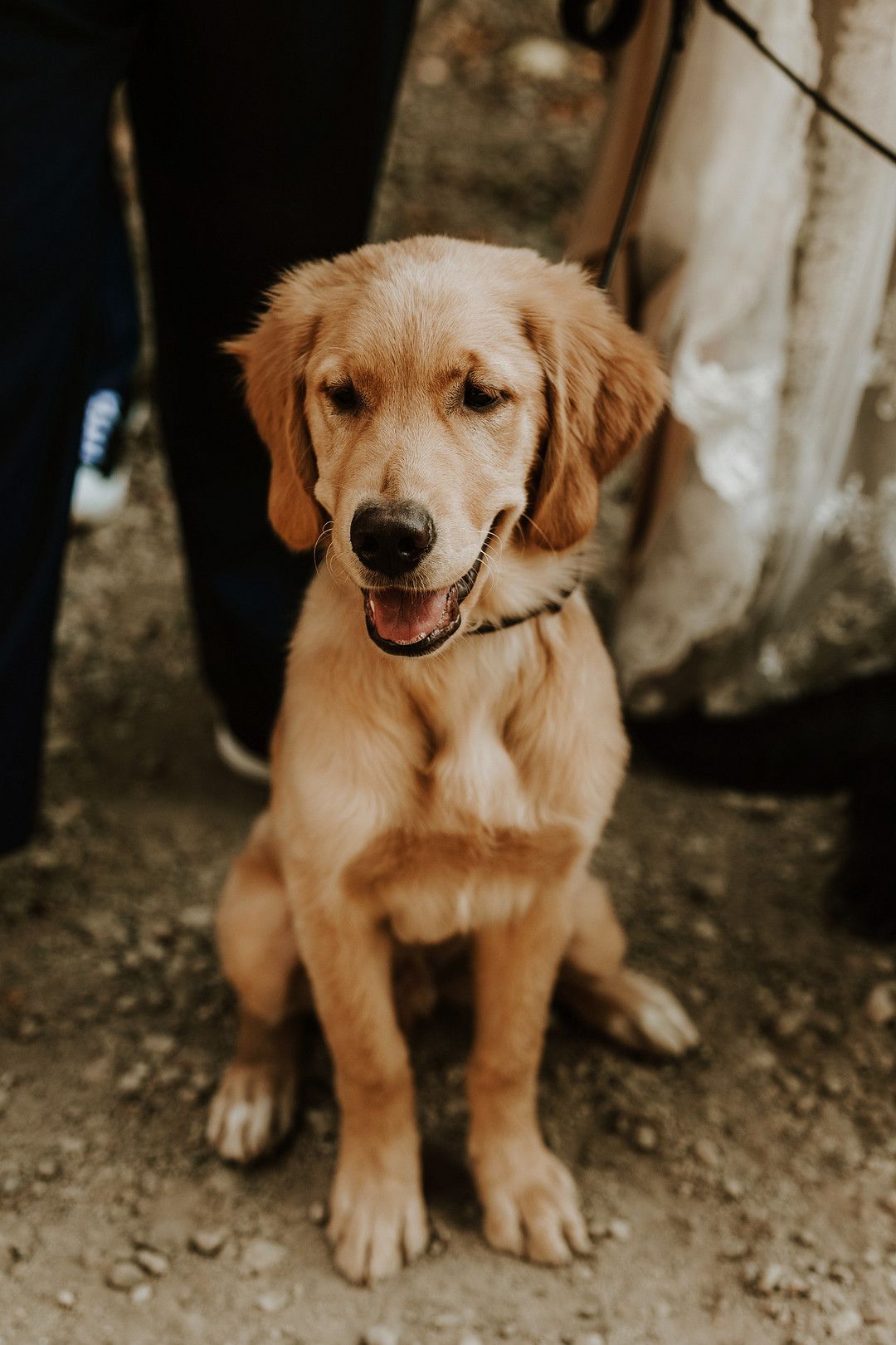 dog on wedding day in the mountains of Oak Glen