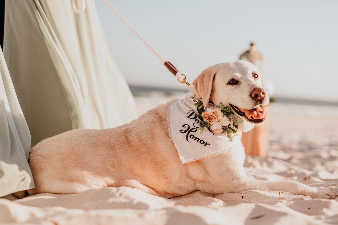 dog at beach wedding in Alabama